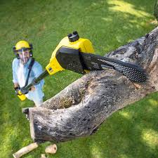 Best Lawn Maintenance Plans  in Atascocita, TX
