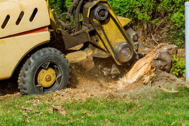 Atascocita, TX Tree Services Company