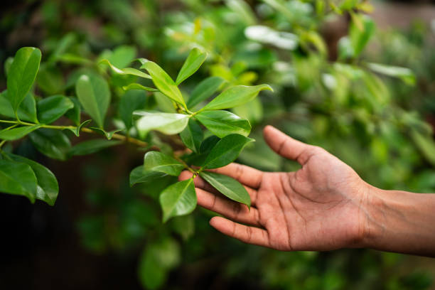 Best Tree Health Inspection  in Atascocita, TX