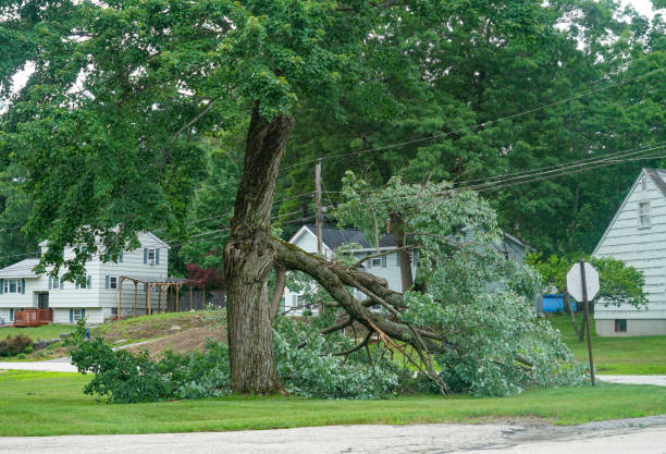 Trusted Atascocita, TX Tree Services Experts