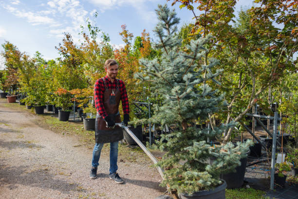 Best Tree Mulching  in Atascocita, TX